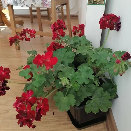 Flowers *