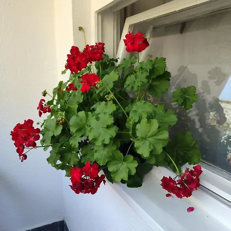 Flowers Apartment *